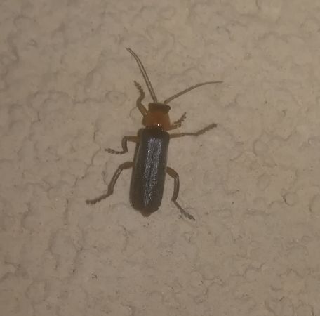 Cantharis sp.  - Thomas Lux