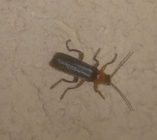 Cantharis sp.  - Thomas Lux