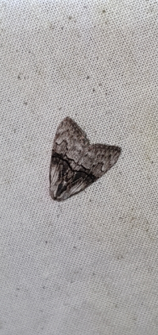 Meganola togatulalis  - Melchior Viallet