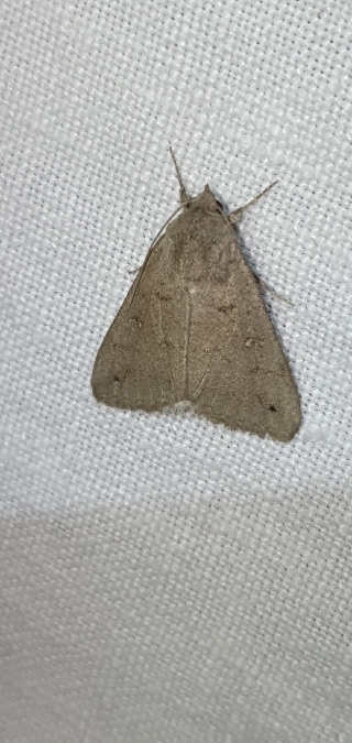 Clytie illunaris  - Melchior Viallet