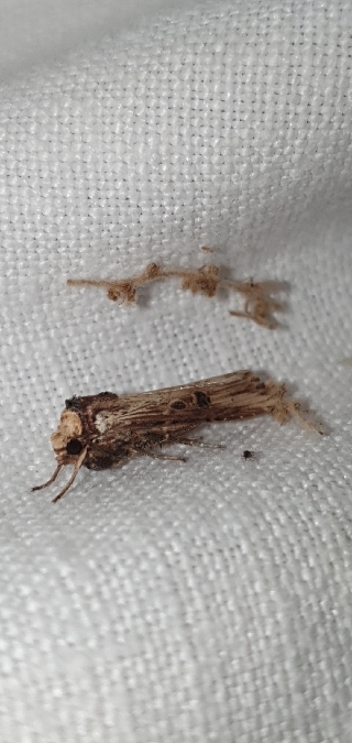Noctuelle putride  - Melchior Viallet