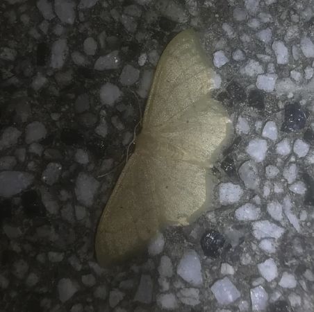 Idaea straminata  - Thomas Lux