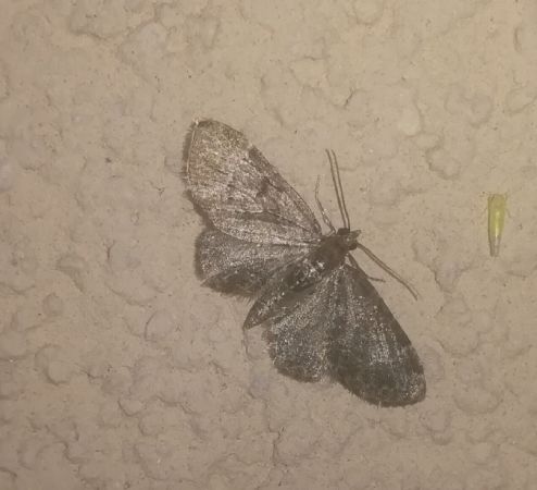 Pasiphila chloerata  - Thomas Lux