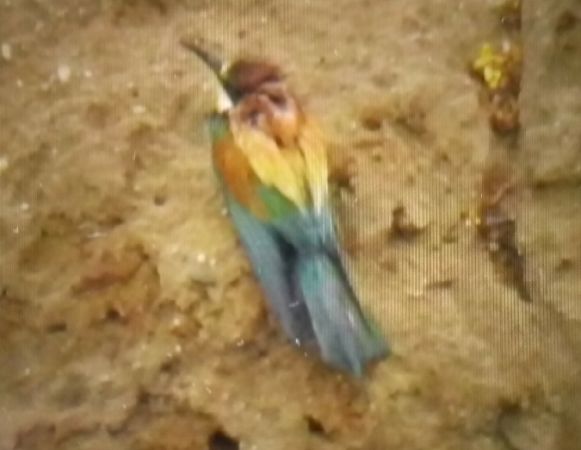 Bienenfresser  - Barbara Polanin