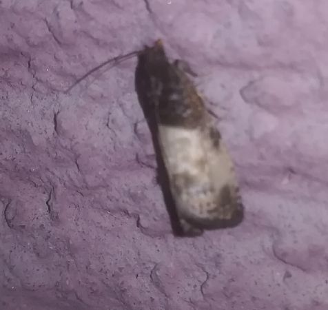 Notocelia cynosbatella  - Thomas Lux