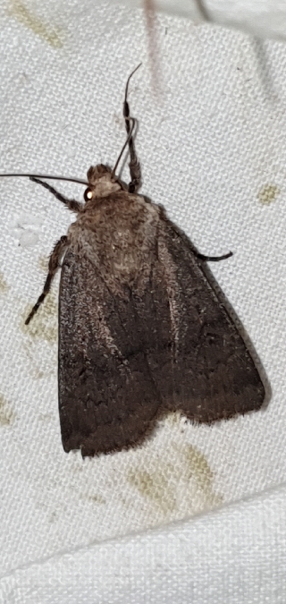 Agrotis cinerea  - Melchior Viallet