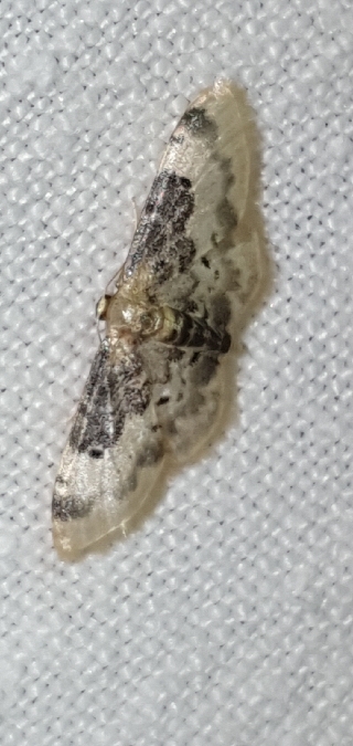 Idaea filicata  - Melchior Viallet