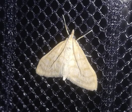 Paracorsia repandalis  - Thomas Lux