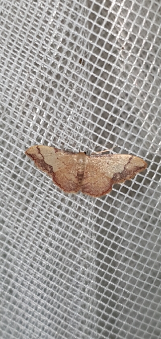 Idaea ostrinaria  - Melchior Viallet