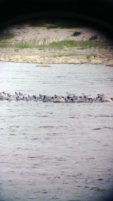 Guifette leucoptère  - Monika Żochowska