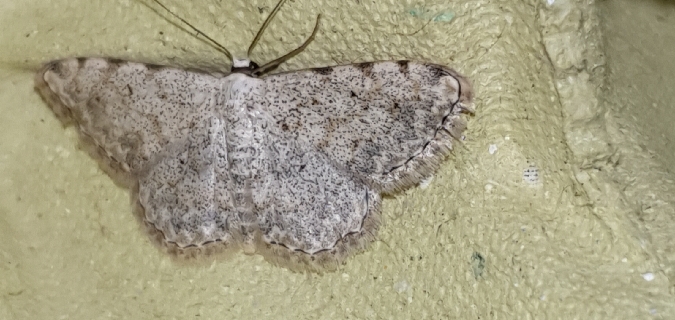 Scopula submutata  - Melchior Viallet