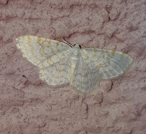 Asthena albulata  - Thomas Lux