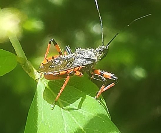 Rhynocoris annulatus  - Thomas Lux