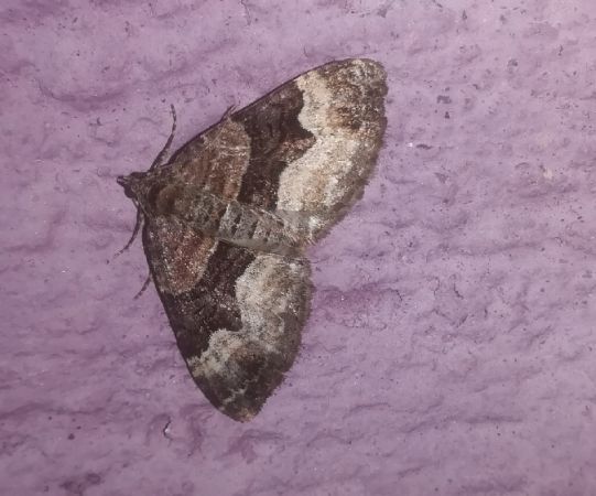 Xanthorhoe biriviata  - Thomas Lux