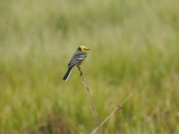 Citrine Wagtail  - Szymon Sendera