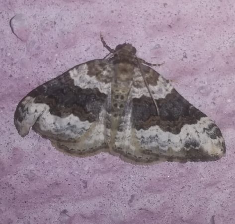 Epirrhoe galiata  - Thomas Lux