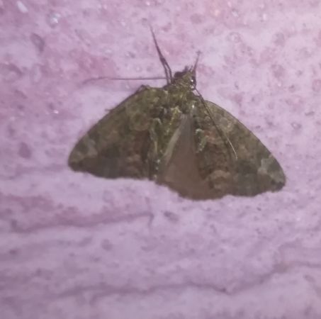 Chloroclysta siterata  - Thomas Lux