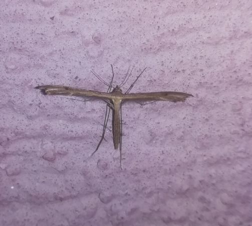 Emmelina monodactyla  - Thomas Lux