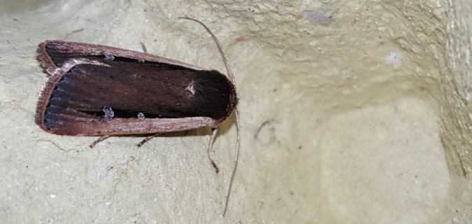 Ochropleura leucogaster  - Melchior Viallet