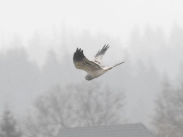 Wiesenweihe  - Szymon Sendera