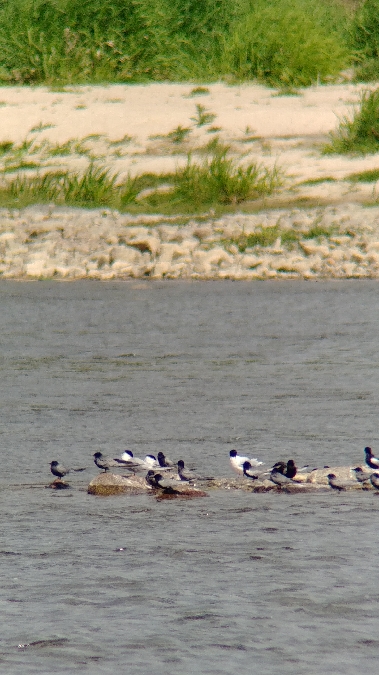 Little Gull  - Monika Żochowska