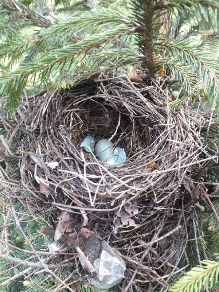 Merle noir  - Karol Łanocha