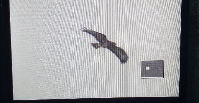 myszołów  - Anna Kamilewicz-Wicik