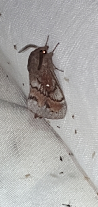 Bombyx du Pin  - Melchior Viallet