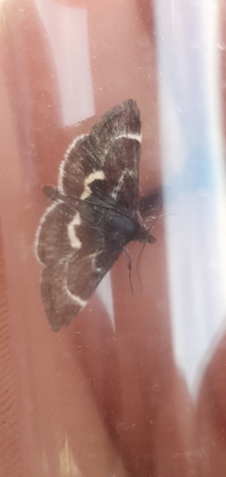 Pyrausta acontialis  - Melchior Viallet
