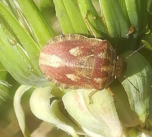 Eurygaster testudinaria  - Thomas Lux