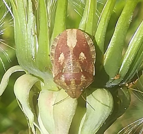 Eurygaster testudinaria  - Thomas Lux