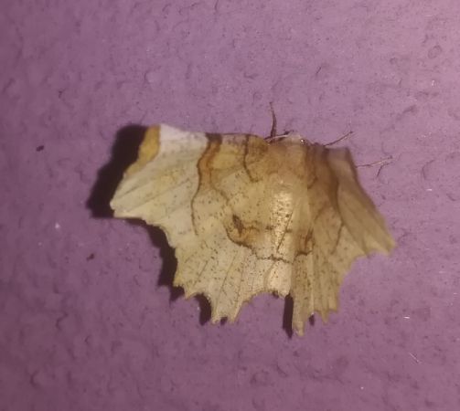 Selenia lunularia  - Thomas Lux