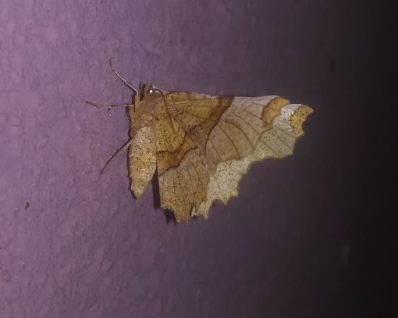 Selenia lunularia  - Thomas Lux