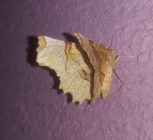 Selenia lunularia  - Thomas Lux