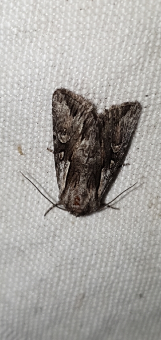 Actinotia hyperici  - Melchior Viallet