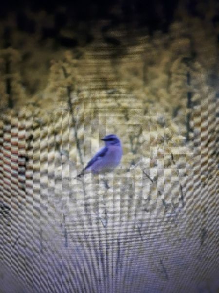 pokląskwa  - Patrycja Walczak