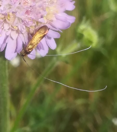 Nemophora metallica  - Thomas Lux