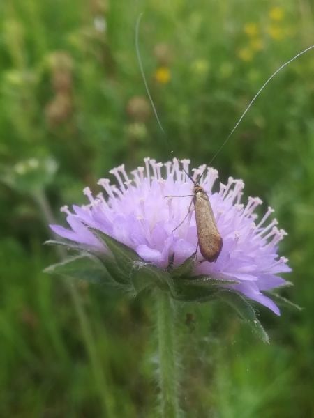 Nemophora metallica  - Thomas Lux