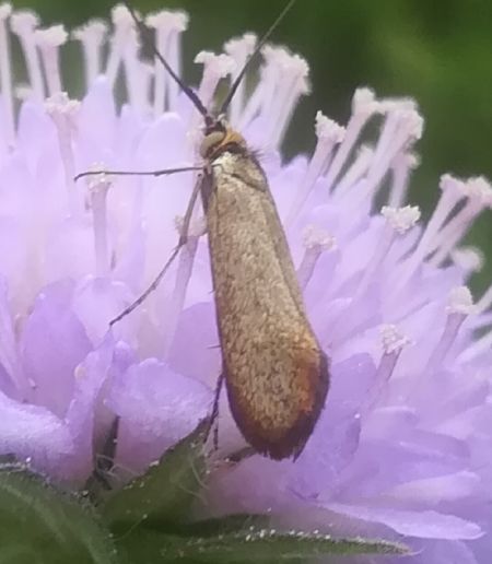 Nemophora metallica  - Thomas Lux
