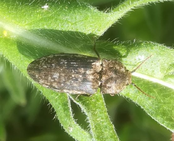 Agrypnus murinus  - Thomas Lux