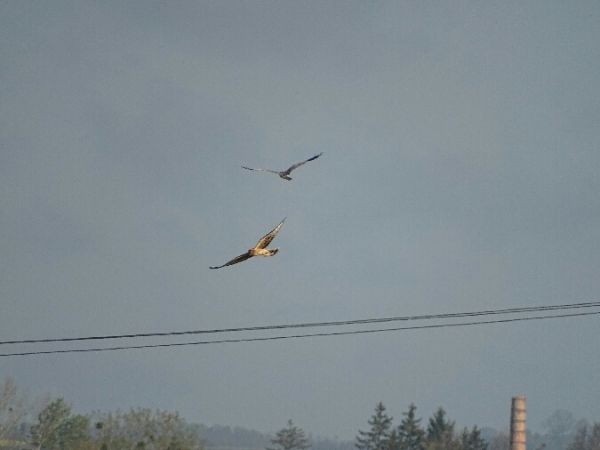 Montagu's Harrier  - Marek Bebłot