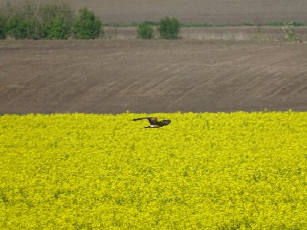 błotniak łąkowy  - Marek Bebłot