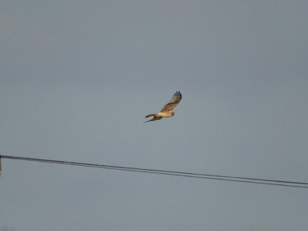 Wiesenweihe  - Marek Bebłot