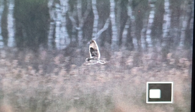 Short-eared Owl  - Anna Kamilewicz-Wicik