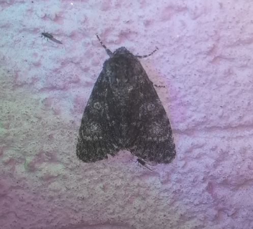 Acronicta megacephala  - Thomas Lux