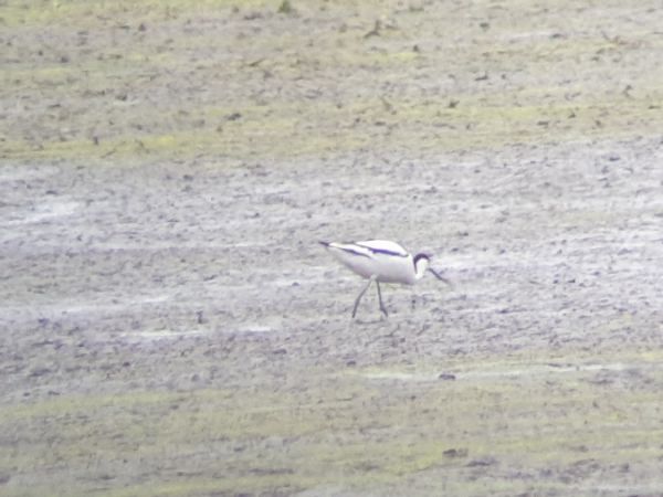 Pied Avocet  - Tomasz Świątek