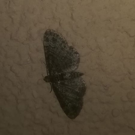 Pasiphila chloerata  - Thomas Lux