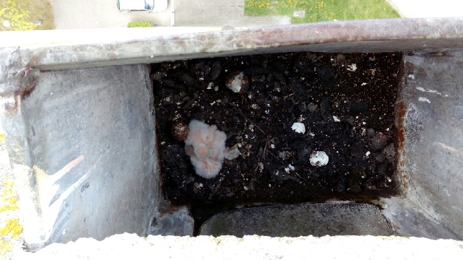 pustułka  - Marek Bebłot