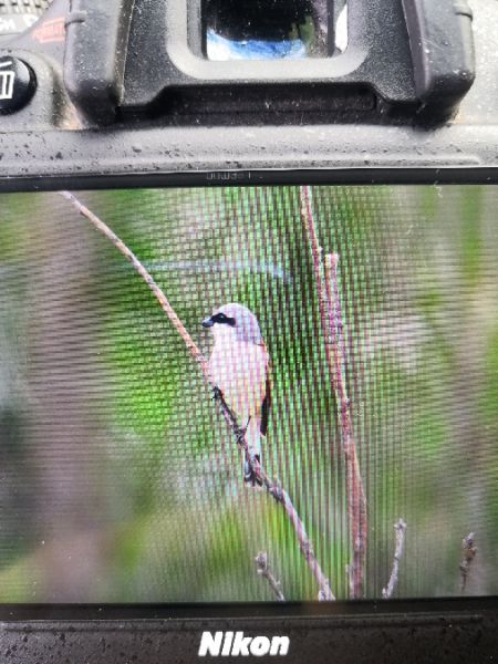 Neuntöter  - Michał Pietrewicz