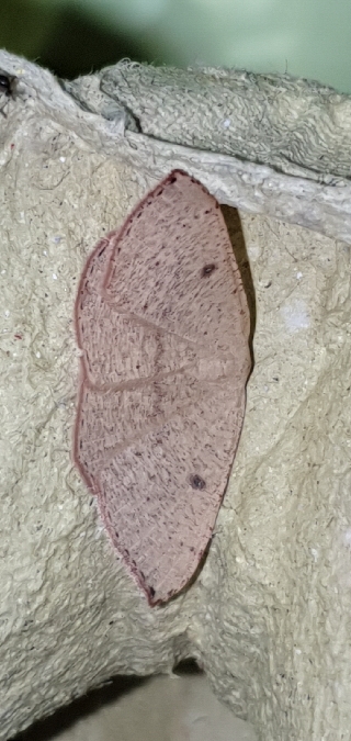 Cyclophora puppillaria  - Melchior Viallet